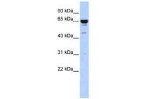 Image no. 1 for anti-Zinc Finger Protein 587 (ZNF587) (C-Term) antibody (ABIN6740623) (ZNF587 抗体  (C-Term))