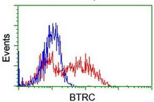 Image no. 2 for anti-beta-Transducin Repeat Containing (BTRC) (AA 52-354) antibody (ABIN1491577) (BTRC 抗体  (AA 52-354))