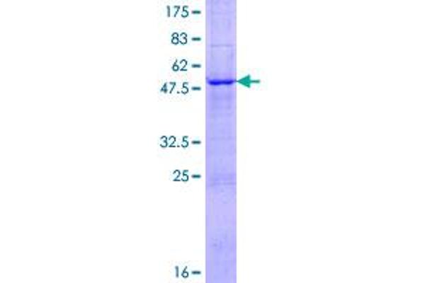 Kallikrein 6 Protein (KLK6) (AA 1-244) (GST tag)