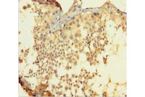 Immunohistochemistry of paraffin-embedded human testis tissue using ABIN7145308 at dilution of 1:100 (BCL2L2 抗体  (AA 2-193))