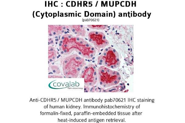 CDHR5 antibody  (Cytoplasmic Domain)