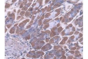 Detection of ALDH1A1 in Mouse Stomach Tissue using Polyclonal Antibody to Aldehyde Dehydrogenase 1 Family, Member A1 (ALDH1A1) (ALDH1A1 抗体  (AA 1-326))