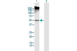 Western Blot analysis of LEFTY1 expression in transfected 293T cell line by LEFTY1 MaxPab polyclonal antibody. (LEFTY1 抗体  (AA 1-366))