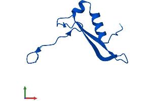 AlphaFold protein structure predicition of Human Recombinant RPS21 Protein, UniprotID P63220 (RPS21 Protein (AA 1-83) (Fc Tag))
