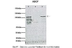 Immunoprecipitation (IP) image for anti-ATP-Binding Cassette, Sub-Family F (GCN20), Member 1 (ABCF1) (C-Term) antibody (ABIN2781500)