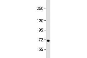 Western blot testing of human 293T/17 cell lysate with L3MBTL4 antibody at 1:2000. (L3MBTL4 抗体  (AA 588-622))