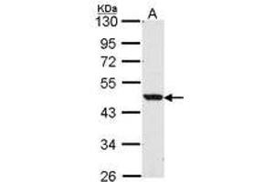 Image no. 1 for anti-Nuclear Receptor Subfamily 1, Group H, Member 2 (NR1H2) (AA 1-15) antibody (ABIN467473) (NR1H2 抗体  (AA 1-15))