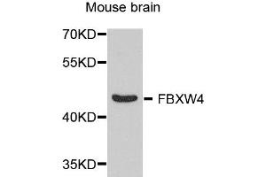 Western blot analysis of extract of various cells, using FBXW4 antibody. (FBXW4 抗体)