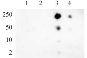RNA pol II CTD phospho Ser5 pAb tested by dot blot analysis. (Rpb1 CTD 抗体  (pSer5, Ser5))