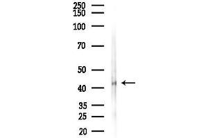 Western blot analysis of lysates from Rat liver, using MAPK13 Antibody at 1/1000 dilution.