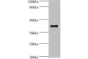 Western blot All lanes: RGS20 antibody at 8 μg/mL + Mouse brain tissue Secondary Goat polyclonal to rabbit IgG at 1/10000 dilution Predicted band size: 44, 32, 22, 18, 26, 28 kDa Observed band size: 44 kDa (RGS2 抗体  (AA 1-241))