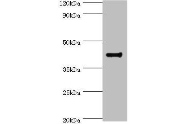 RGS2 抗体  (AA 1-241)