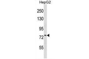 CD106 Antibody (Center) western blot analysis in HepG2 cell line lysates (35µg/lane).