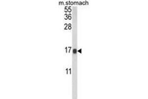 Western blot analysis of LGALS2 Antibody (Center) in mouse stomach tissue lysates (35ug/lane). (Galectin 2 抗体  (Middle Region))