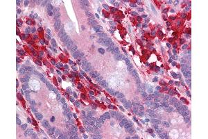 Anti-LRIT3 antibody IHC of human small intestine. (LRIT3 抗体  (AA 422-497))