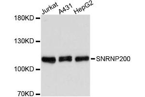 Western blot analysis of extracts of various cell lines, using SNRNP200 antibody (ABIN1877090) at 1:3000 dilution. (SNRNP200 抗体)