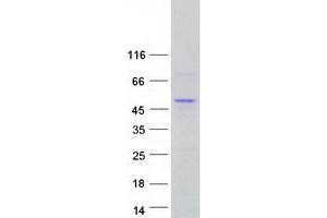 Western Blotting (WB) image for POU Domain, Class 4, Transcription Factor 1 (POU4F1) protein (Myc-DYKDDDDK Tag) (ABIN2729394)