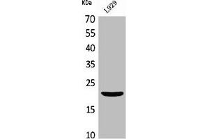 Western Blot analysis of L929 cells using IL-29 Polyclonal Antibody (IL29 抗体  (Internal Region))