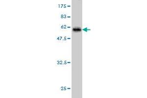 Western Blot detection against Immunogen (55. (HHEX 抗体  (AA 1-270))