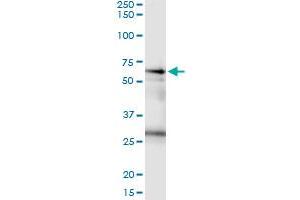 Immunoprecipitation (IP) image for anti-Cleavage Stimulation Factor, 3' Pre-RNA, Subunit 2, 64kDa (CSTF2) (AA 1-577) antibody (ABIN947748)