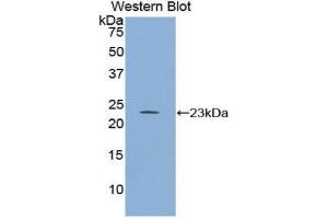 Western Blotting (WB) image for anti-Regulator of G-Protein Signaling 4 (RGS4) (AA 38-205) antibody (ABIN1860441) (RGS4 抗体  (AA 38-205))