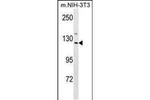 Western blot analysis in mouse NIH-3T3 cell line lysates (35ug/lane). (SIN3A 抗体  (C-Term))