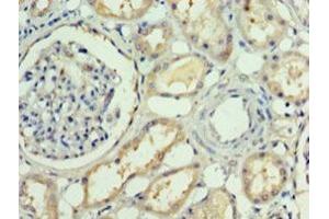Immunohistochemistry of paraffin-embedded human kidney tissue using ABIN7167852 at dilution of 1:100 (RBP4 抗体  (AA 19-201))