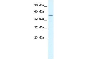 WB Suggested Anti-KCNK10 Antibody Titration:  1. (KCNK10 抗体  (C-Term))