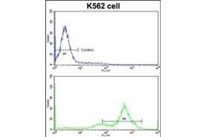 Flow cytometric analysis of K562 cells using GATA2 Antibody (C-term)(bottom histogram) compared to a negative control cell (top histogram)FITC-conjugated goat-anti-rabbit secondary antibodies were used for the analysis. (GATA2 抗体  (C-Term))