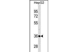 PSMD14 Antibody (C-term) (ABIN1536957 and ABIN2838261) western blot analysis in HepG2 cell line lysates (35 μg/lane). (PSMD14 抗体  (C-Term))