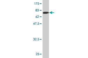 Western Blot detection against Immunogen (81. (TOE1 抗体  (AA 1-510))