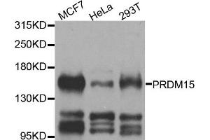 Western blot analysis of extracts of various cell lines, using PRDM15 antibody. (PRDM15 抗体)