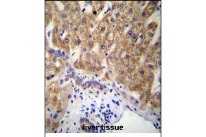 MUC15 Antibody (C-term) (ABIN656956 and ABIN2846141) immunohistochemistry analysis in formalin fixed and paraffin embedded human liver tissue followed by peroxidase conjugation of the secondary antibody and DAB staining. (MUC15 抗体  (C-Term))