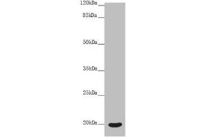 Western blot All lanes: OPA3 antibody at 4. (OPA3 抗体  (AA 25-179))