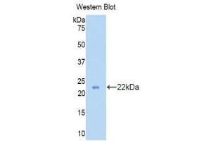 Western Blotting (WB) image for anti-Peroxiredoxin 2 (PRDX2) (AA 6-164) antibody (ABIN1860302) (Peroxiredoxin 2 抗体  (AA 6-164))