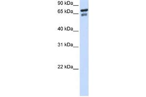Western Blotting (WB) image for anti-Transcription Factor 25 (Basic Helix-Loop-Helix) (TCF25) antibody (ABIN2459130) (TCF25 抗体)