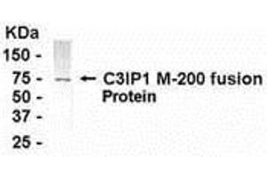Western Blotting (WB) image for anti-Kelch-Like 12 (Drosophila) (KLHL12) (AA 205-404) antibody (ABIN2468096) (KLHL12 抗体  (AA 205-404))