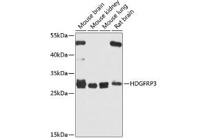 Western blot analysis of extracts of various cell lines, using HDGFRP3 antibody (ABIN6133452, ABIN6141699, ABIN6141700 and ABIN6224799) at 1:1000 dilution.