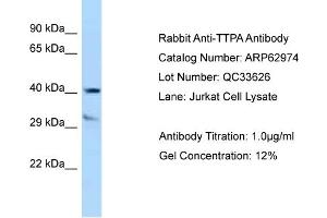 Western Blotting (WB) image for anti-Tocopherol (Alpha) Transfer Protein (TTPA) (C-Term) antibody (ABIN2789318) (TTPA 抗体  (C-Term))