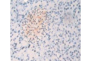 IHC-P analysis of Mouse Pancreas Tissue, with DAB staining. (NPM1 抗体  (AA 212-292))