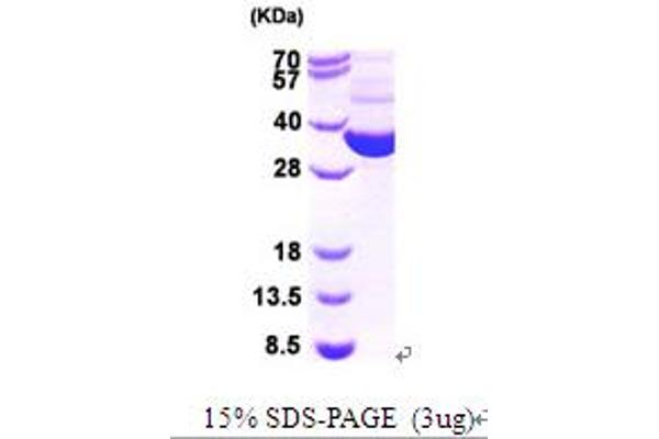 Thioredoxin Reductase Protein (TrxR) (AA 1-321)