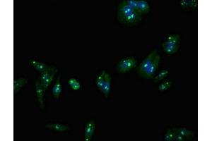 Immunofluorescent analysis of HepG2 cells using ABIN7147471 at dilution of 1:100 and Alexa Fluor 488-congugated AffiniPure Goat Anti-Rabbit IgG(H+L) (LASS5 抗体  (AA 332-392))