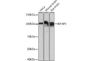 Western blot analysis of extracts of various cell lines, using KIF Rabbit mAb (ABIN7268120) at 1:1000 dilution. (KIFAP3 抗体)