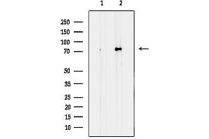 anti-Polo-Like Kinase 1 Substrate 1 (PLK1S1) (Internal Region) antibody