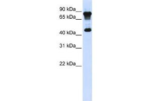 Western Blotting (WB) image for anti-MYC-Associated Zinc Finger Protein (Purine-Binding Transcription Factor) (MAZ) antibody (ABIN2458297) (MAZ 抗体)