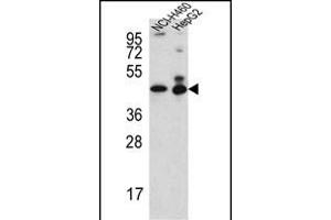 ACTL6B Antibody (N-term) (ABIN651520 and ABIN2840276) western blot analysis in NCI-,HepG2 cell line lysates (35 μg/lane). (Actin-Like 6B 抗体  (N-Term))