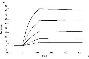 Cynomolgus TNFR1, His Tag immobilized on CM5 Chip can bind Cynomolgus TNF alpha, His Tag with an affinity constant of 0.