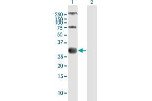 Western Blot analysis of MOG expression in transfected 293T cell line by MOG MaxPab polyclonal antibody. (MOG 抗体  (AA 1-295))