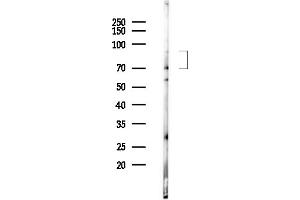 anti-ADAM Metallopeptidase Domain 33 (ADAM33) (Internal Region) antibody