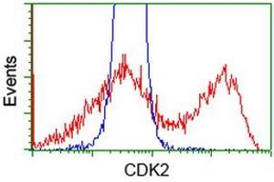 Image no. 1 for anti-Cyclin-Dependent Kinase 2 (CDK2) antibody (ABIN1497394) (CDK2 抗体)